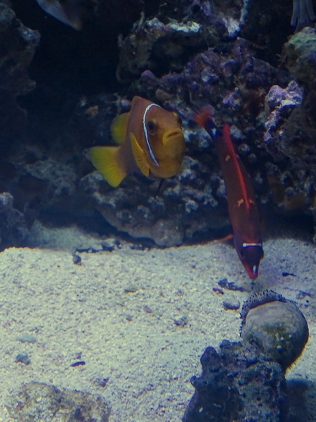 Maldive anemonefish (Amphiprion nigripes), Yellowtail Coris (Coris gaimard)
