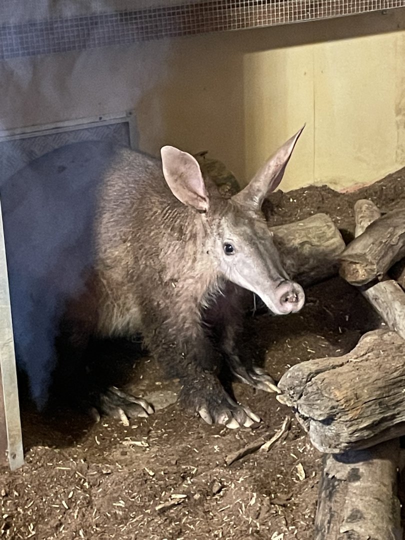 Male Aardvark, Tafari