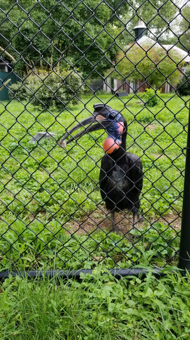 Male Abyssinian ground hornbill in front exhibit