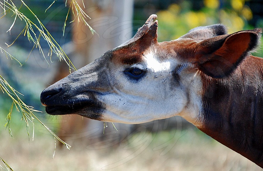 Male Adult Okapi