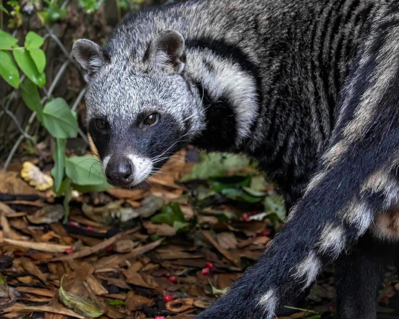 Male African Civet / Exmoor Zoo / 7-9-20