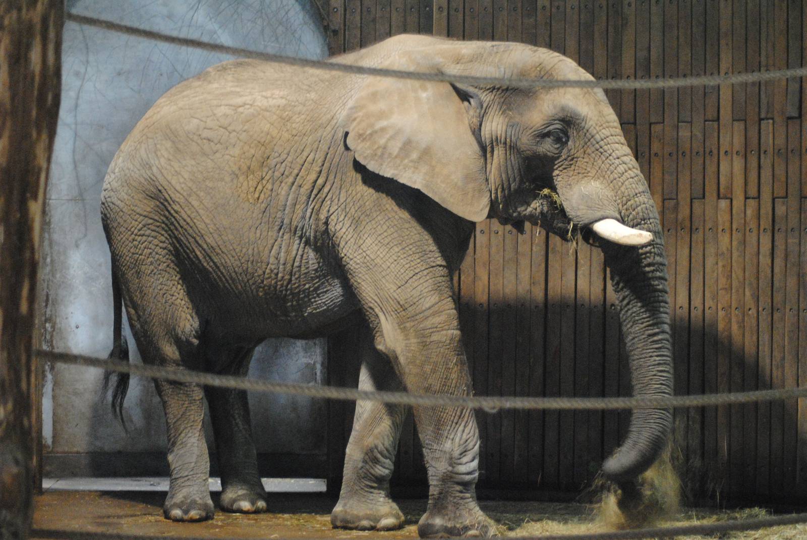 Male African Elephant Tusker