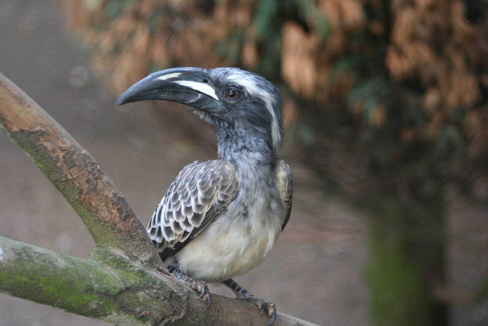 Male African Grey Hornbill @ Twycross; 22.10.2010