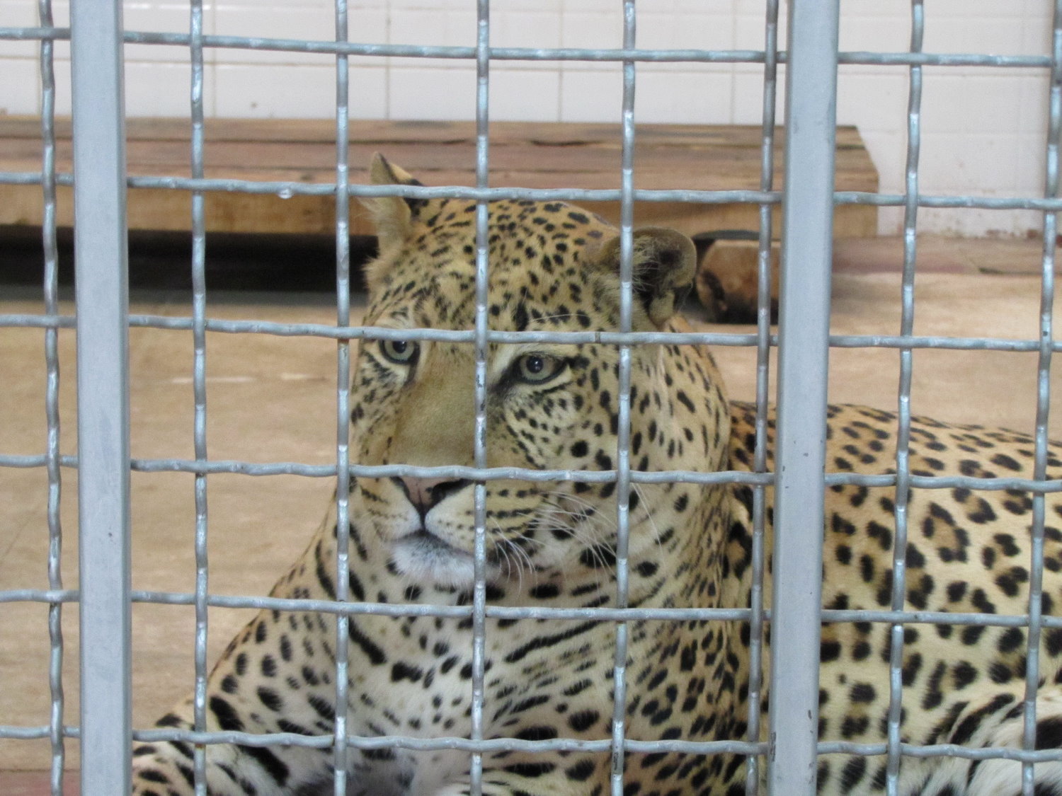 male african leopard (tehran zoo)