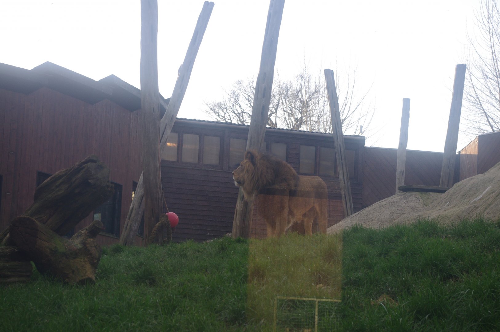 Male African Lion Bailey- Colchester Zoo 25/2/2022