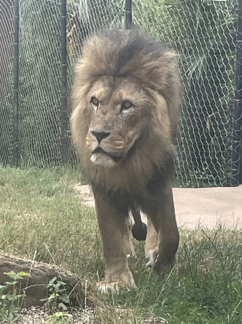 Male African Lion, Bailey