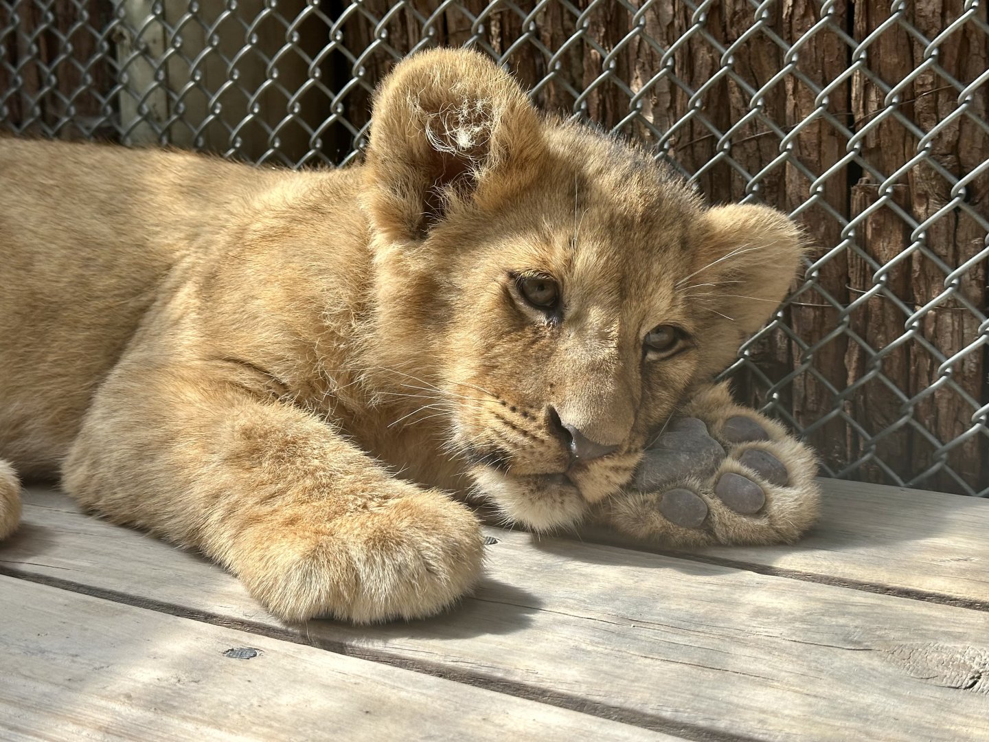 Male African Lion Cub