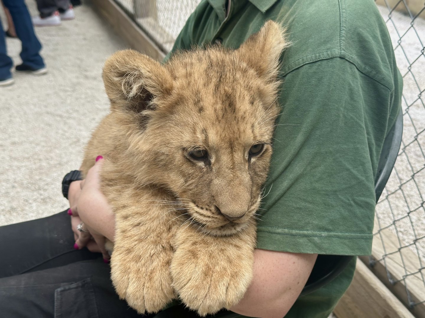 Male African Lion Cub