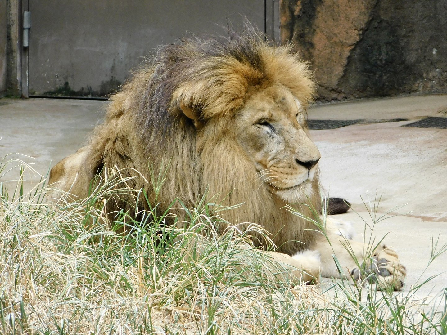 Male African Lion (Panthera leo) August 2, 2025