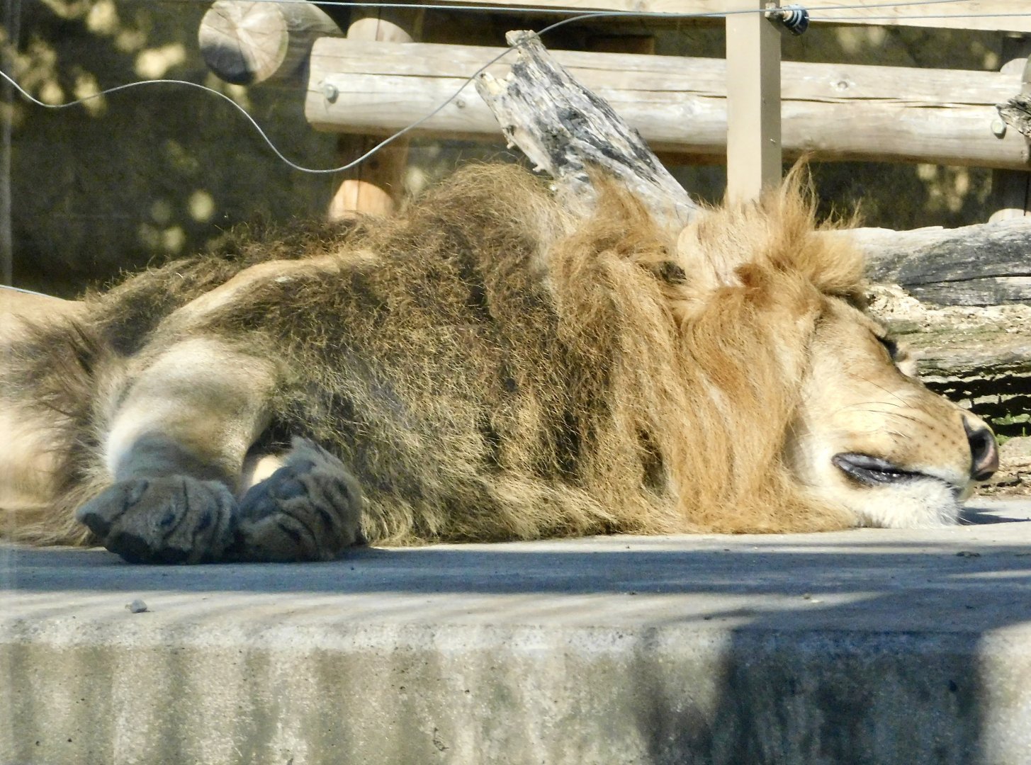 Male African Lion (Panthera leo) - Tobu Zoo November 15, 2025