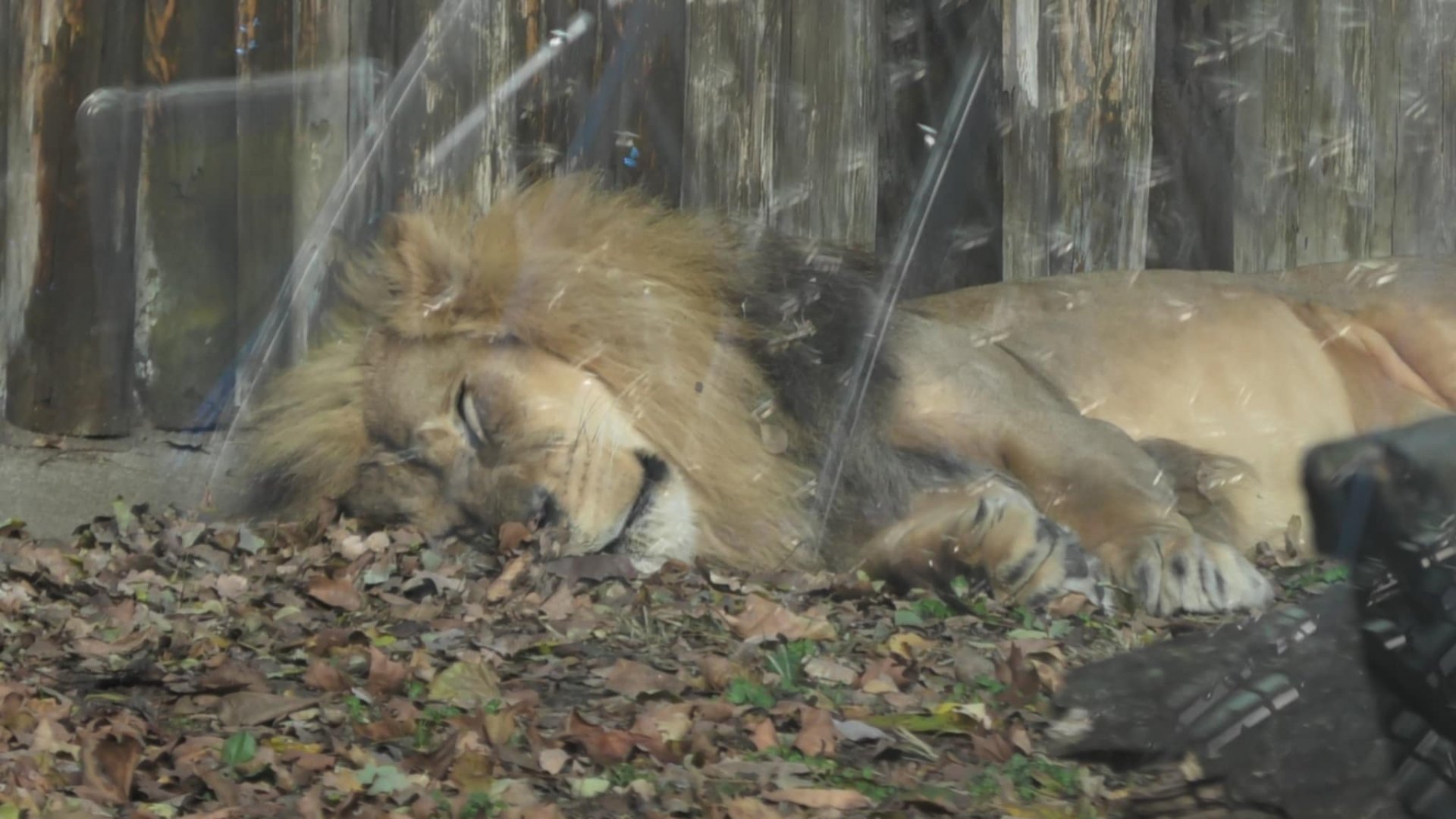 Male African lion sleeping