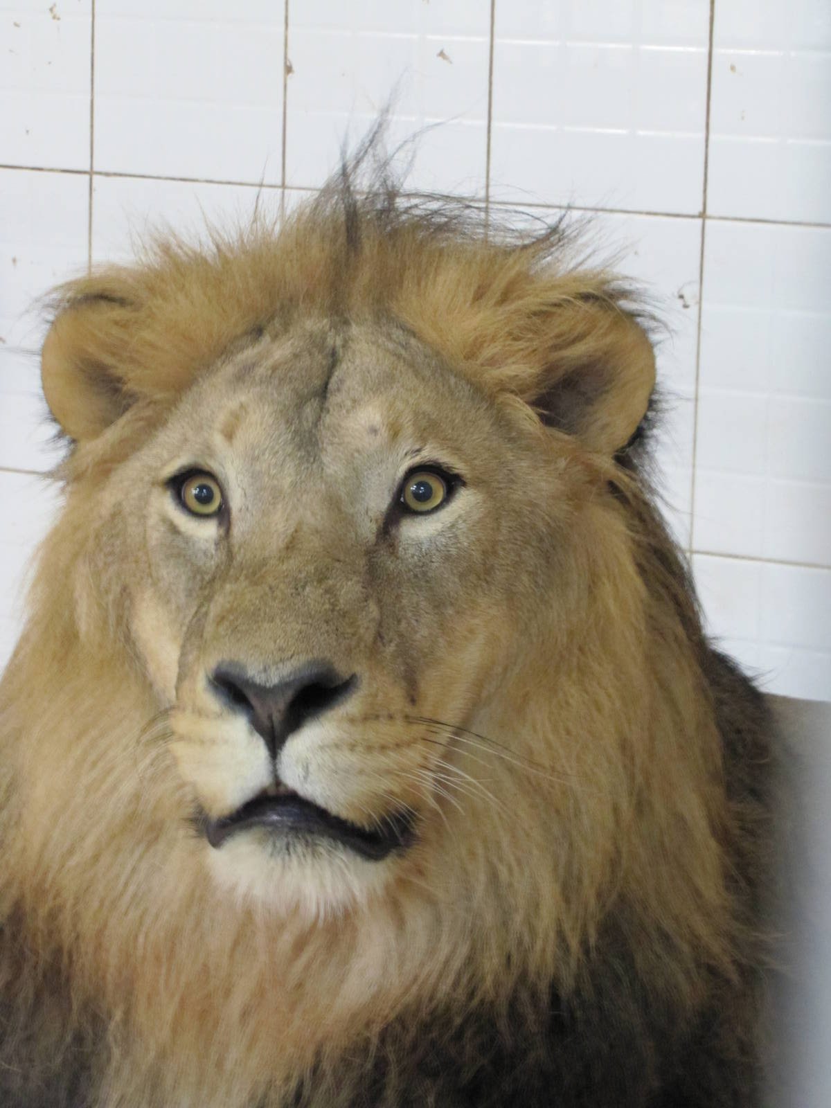 male african lion(tehran zoo)