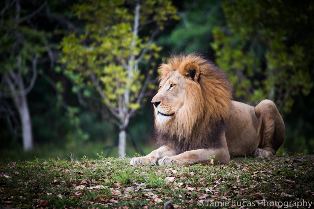 Male African Lion