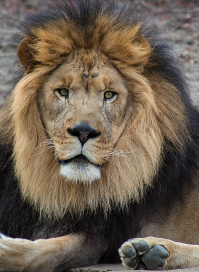 Male African Lion