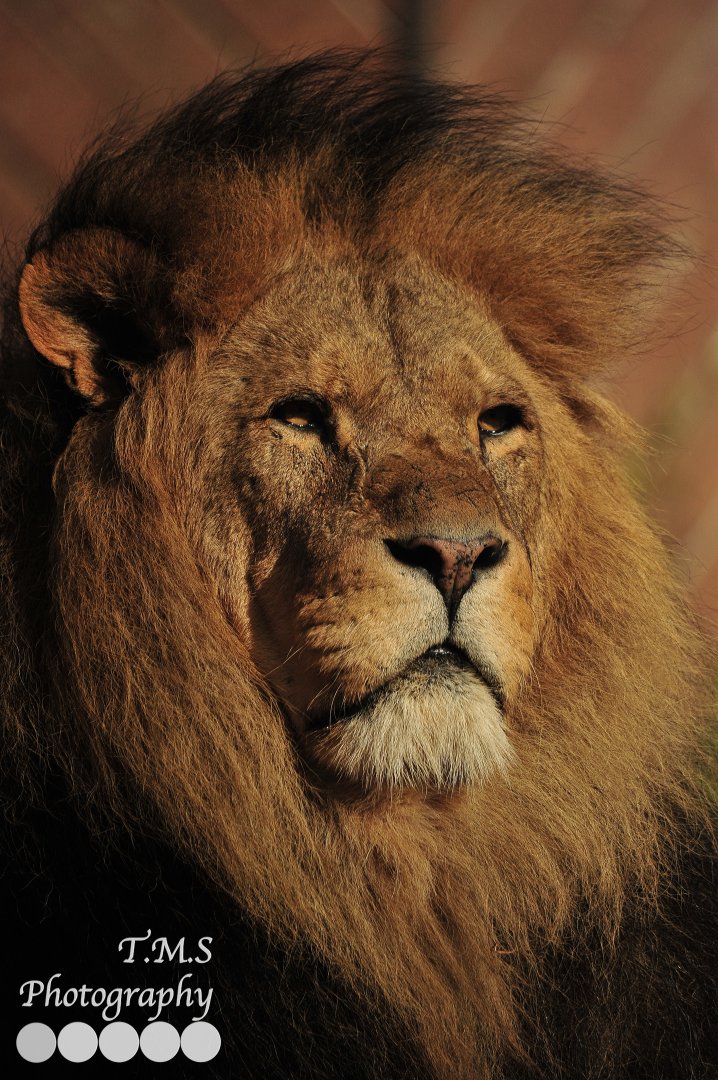 Male African Lion