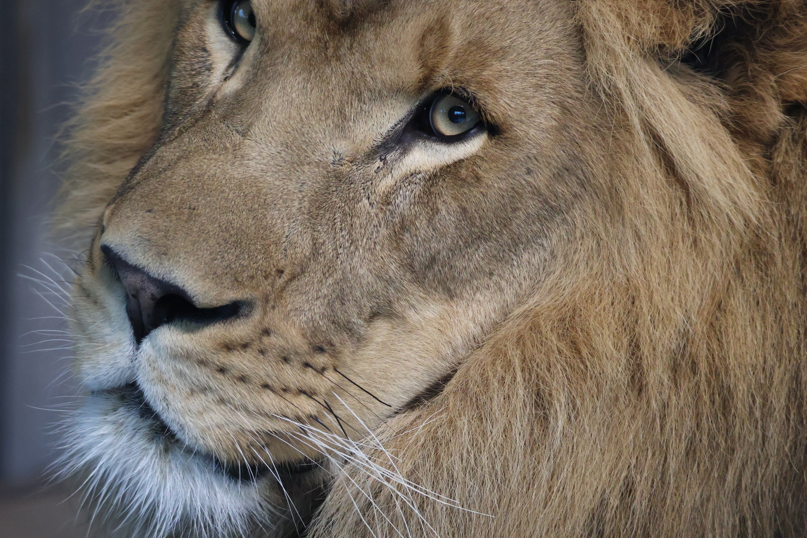 Male African Lion