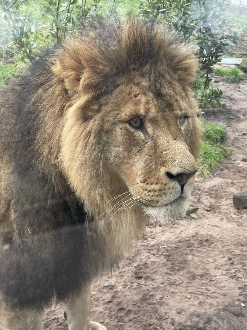 Male African Lion