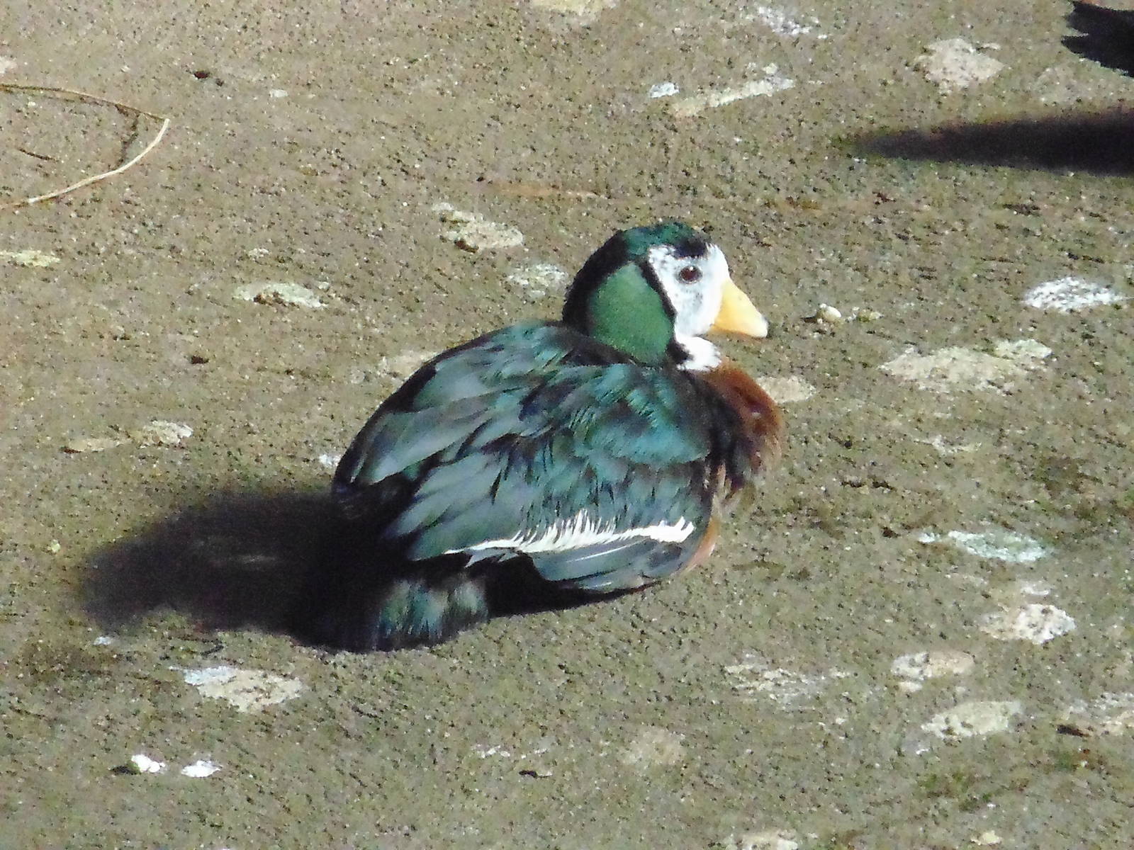 Male African Pygmy Goose