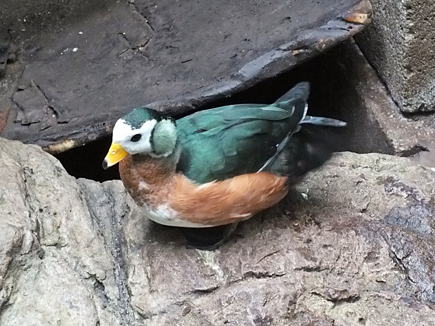 Male African pygmy goose