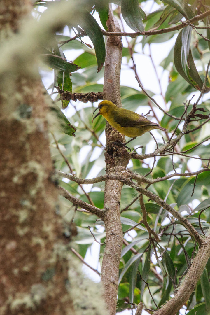 Male 'Akiapōlā'au