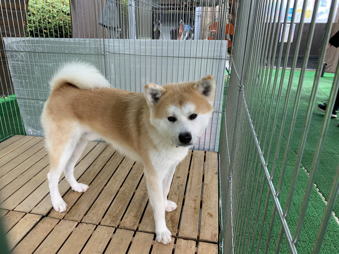 Male Akita Inu