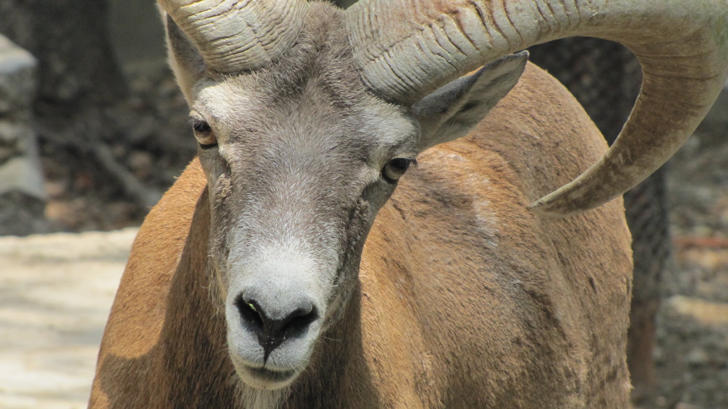 male alborze wild sheep 2 (tehran zoo)