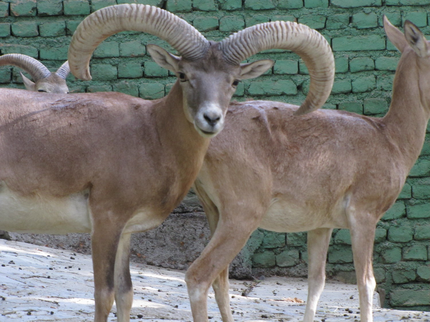 male alborze wild sheep (tehran zoo)