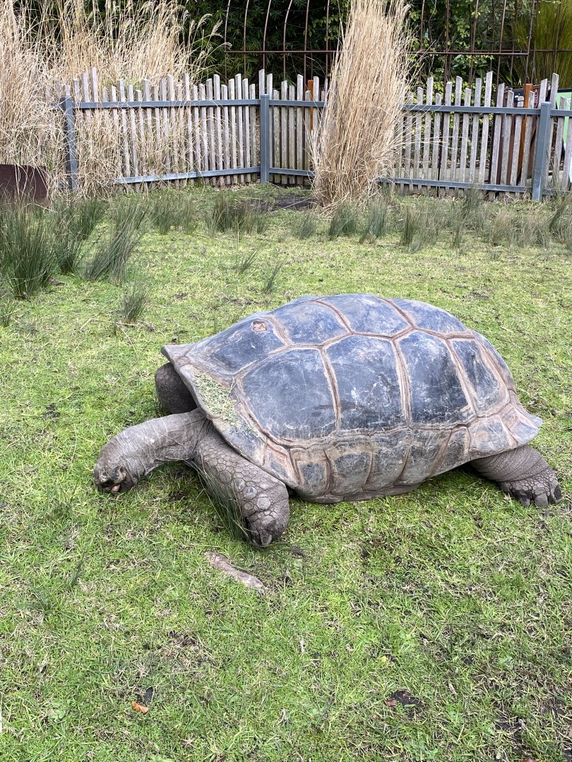 Male Aldabran Giant Tortoise