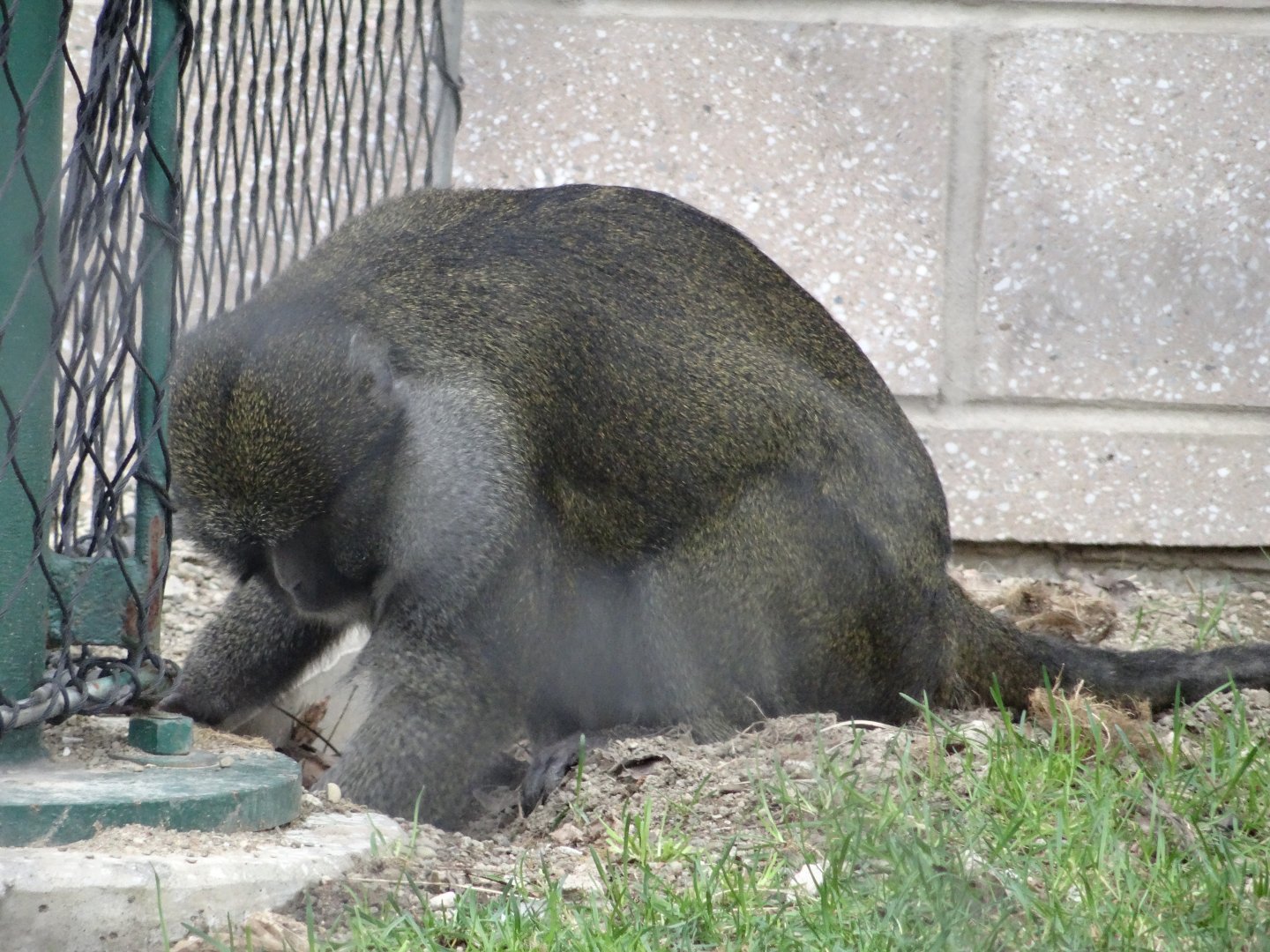 Male Allen's Swamp Monkey