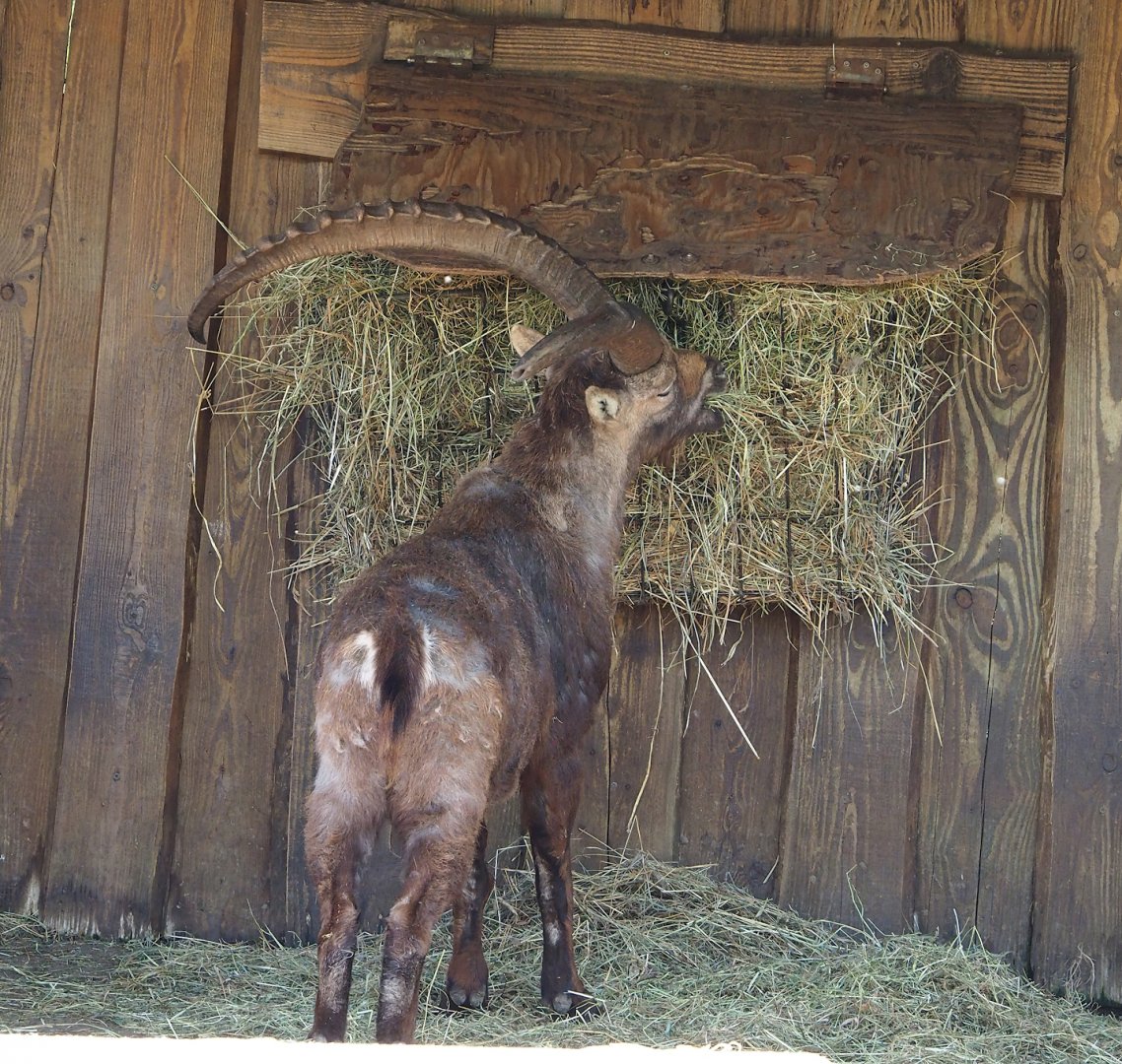 Male Alpine ibex (Capra ibex), 2023-04-30