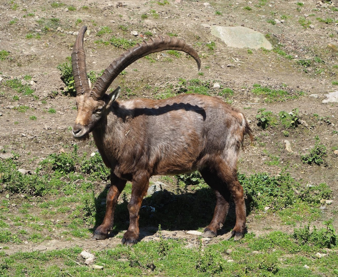 Male Alpine ibex (Capra ibex), 2023-04-30