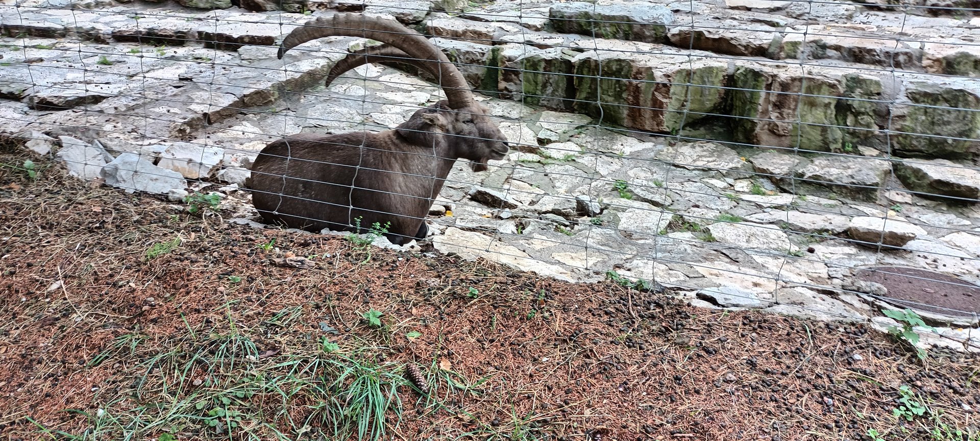 Male Alpine Ibex