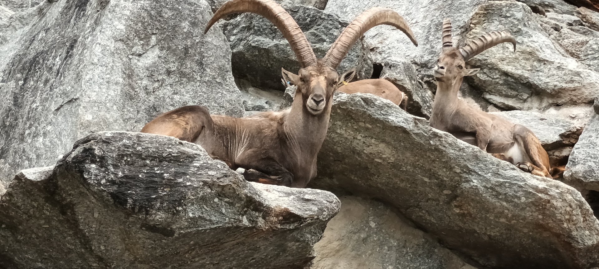 Male Alpine Ibex