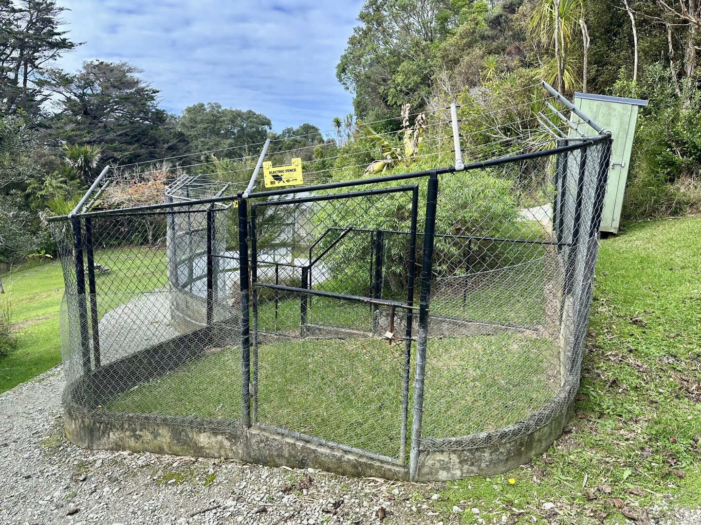 Male American Alligator Exhibit (Holding Cage)