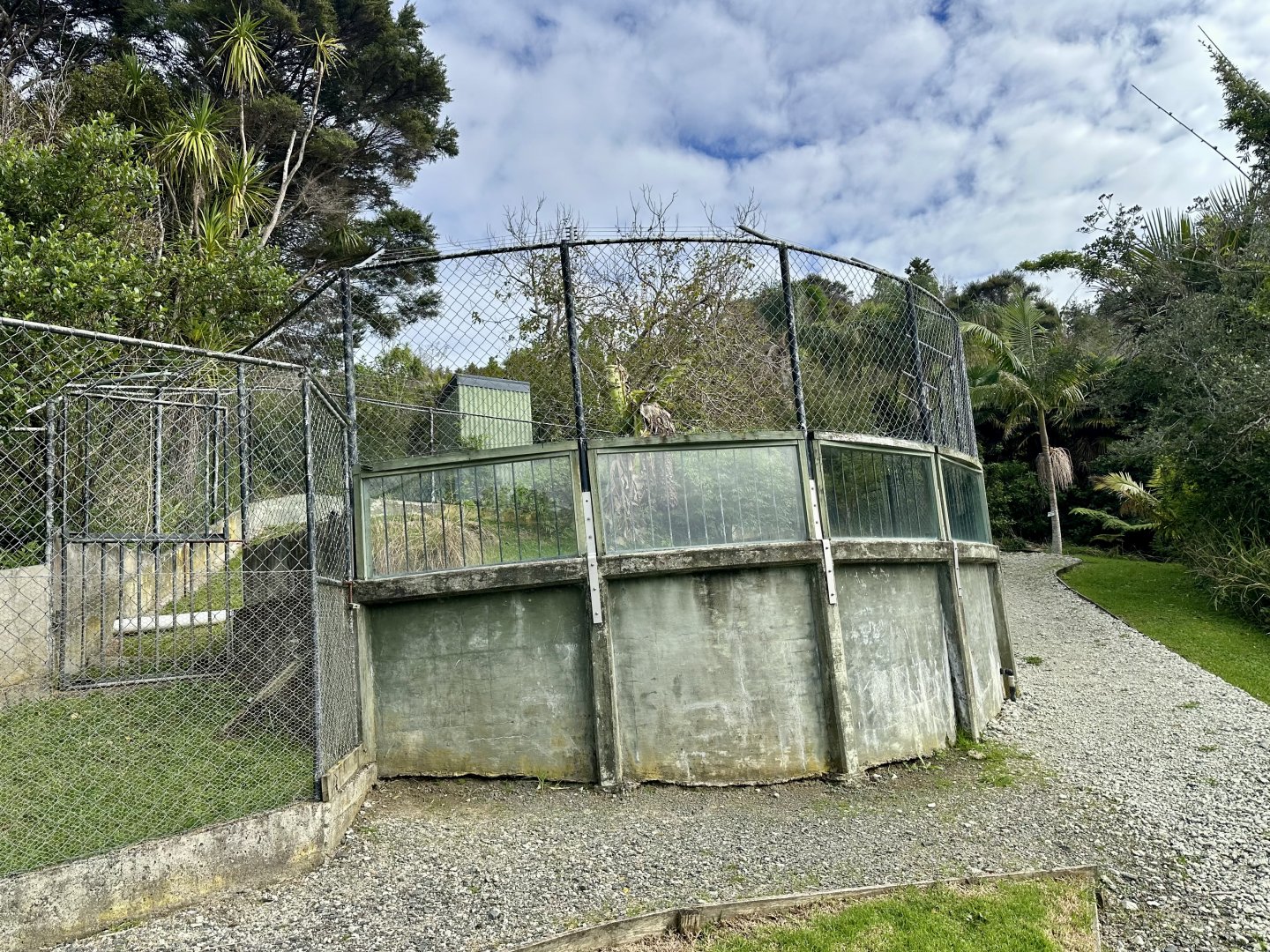 Male American Alligator Exhibit