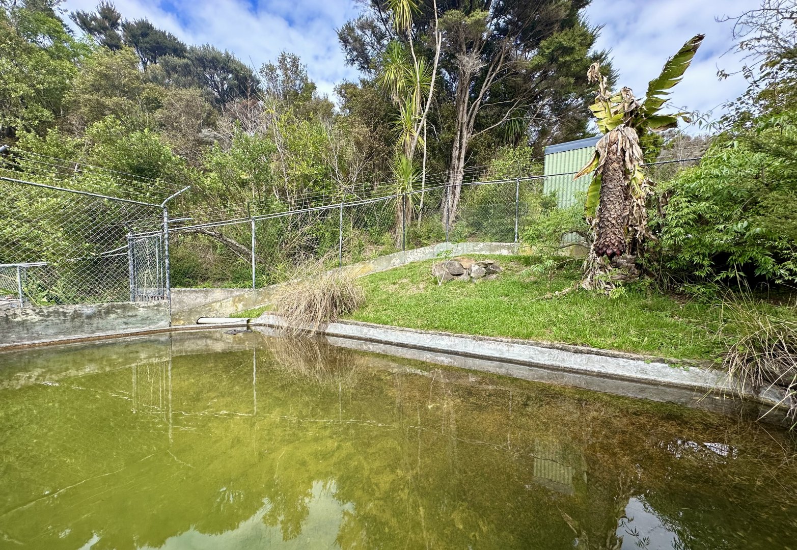 Male American Alligator Exhibit