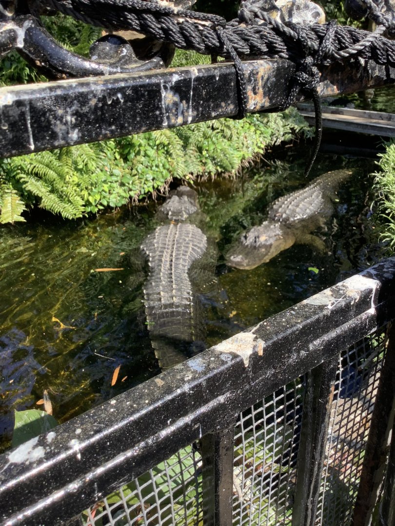 Male American Alligators in pool 3/21/24
