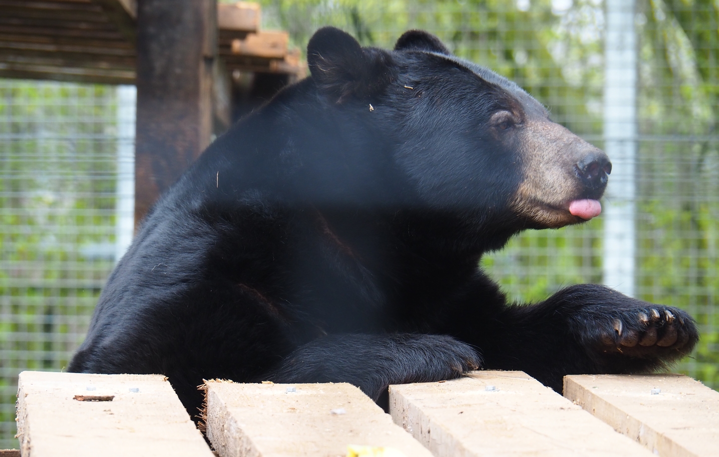 Male American black bear (Ursus americanus), 2019-04-06