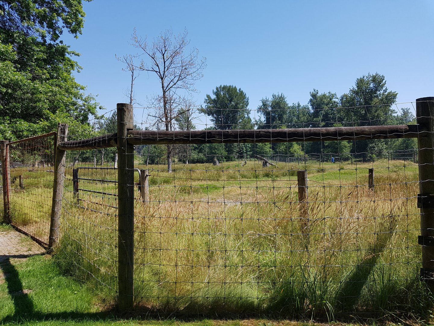Male American Elk Exhibit