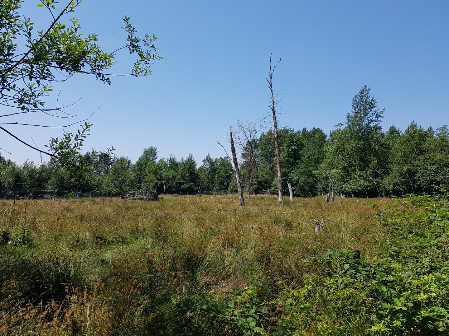Male American Elk Exhibit