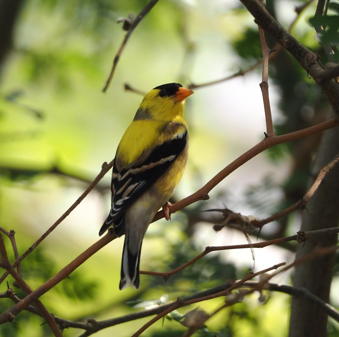 Male American goldfinch (Spinus tristis), 2025-05-17