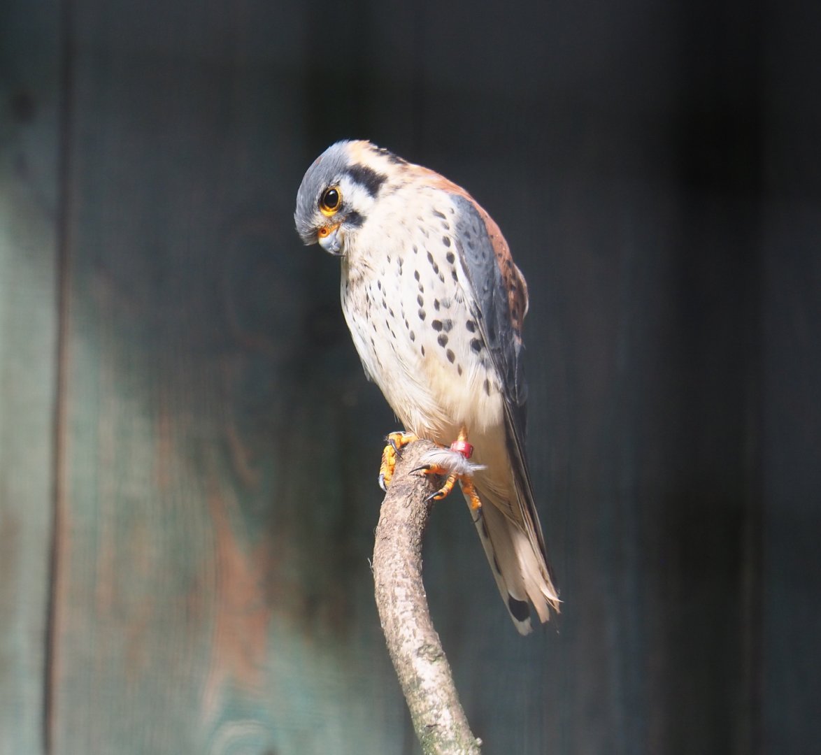 Male American kestrel (Falco sparverius), 2019-08-11