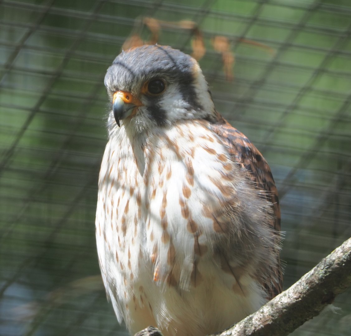 Male American kestrel (Falco sparverius), 2020-06-20