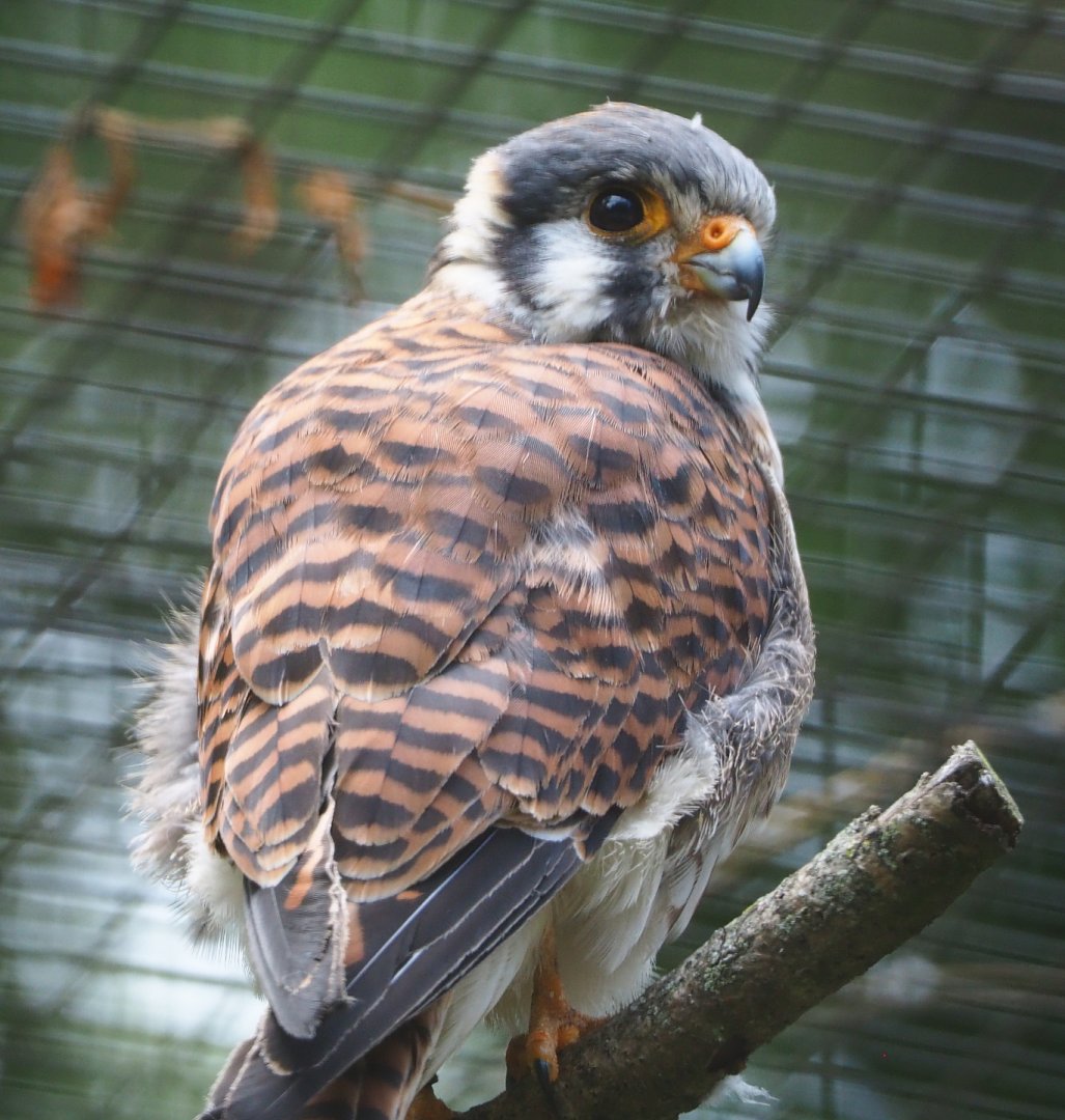 Male American kestrel (Falco sparverius), 2020-06-20