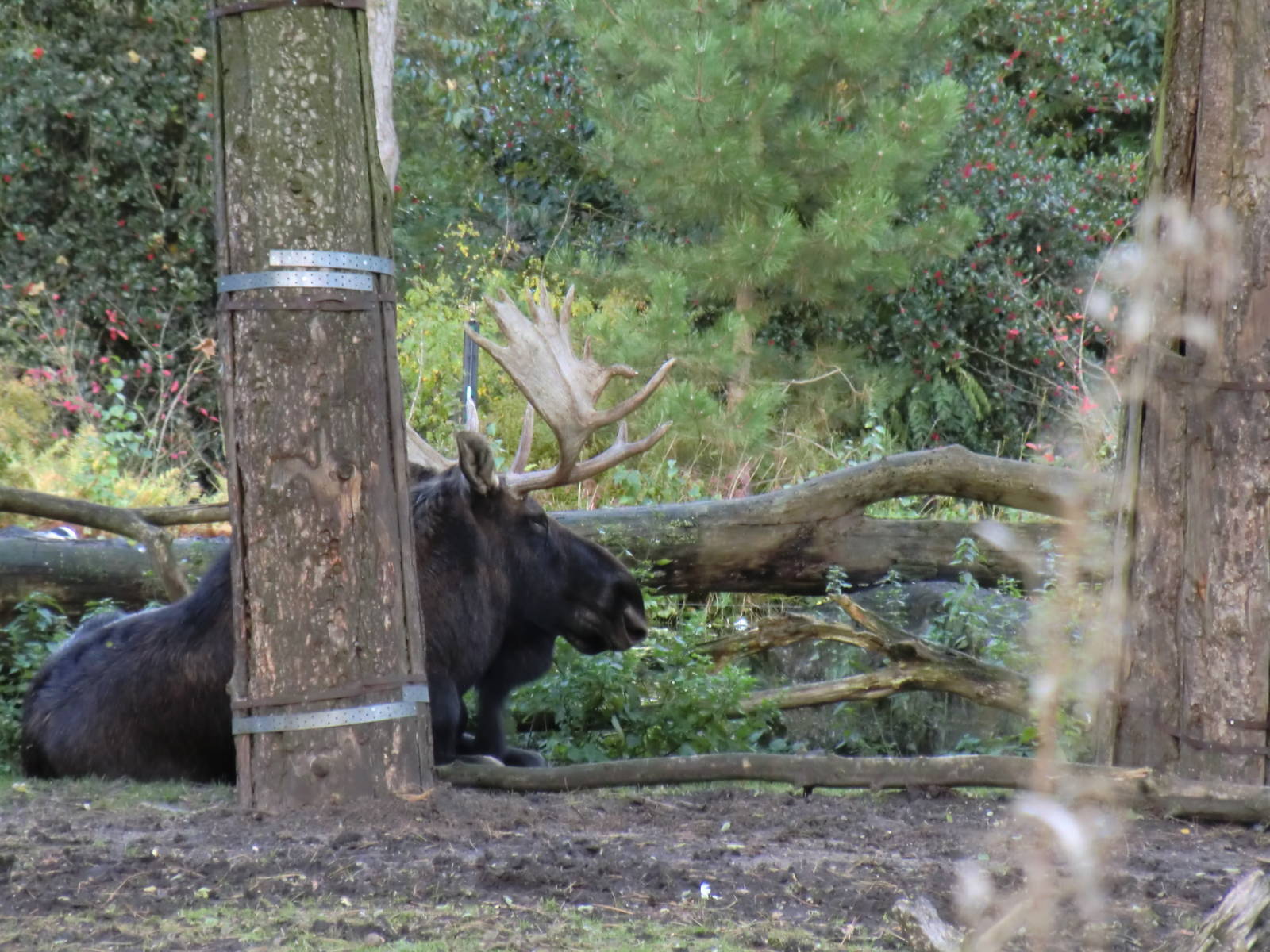 Male American Moose, 24-10-2010