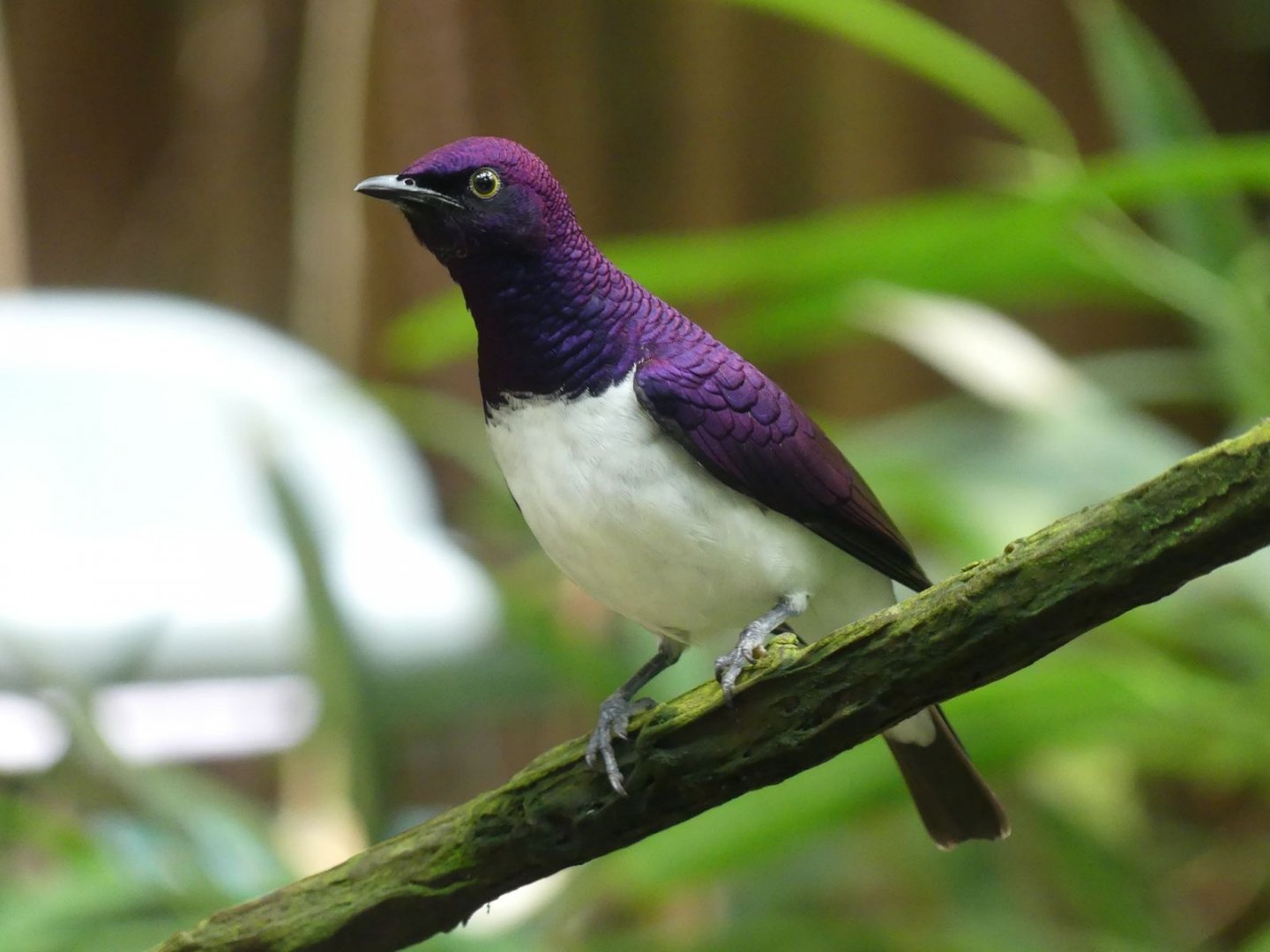 male Amethyst Starling - Zoo København - 26.05.25