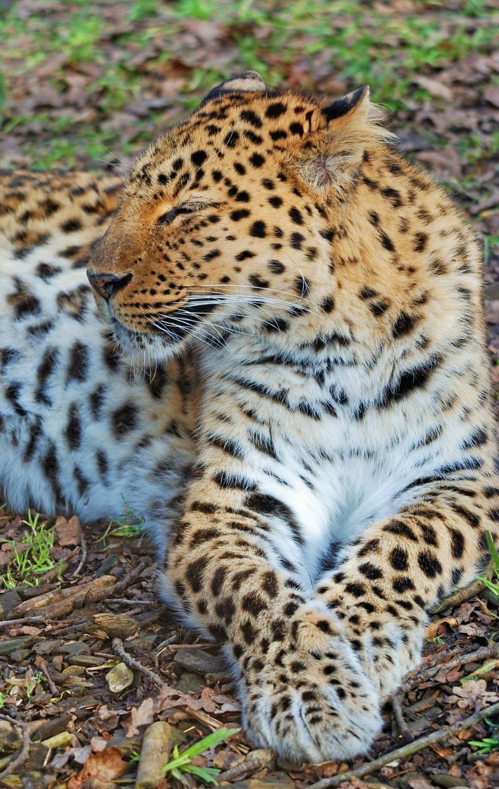 Male Amur Leopard