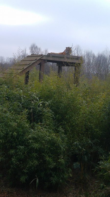 Male Amur Tiger 18-02-17