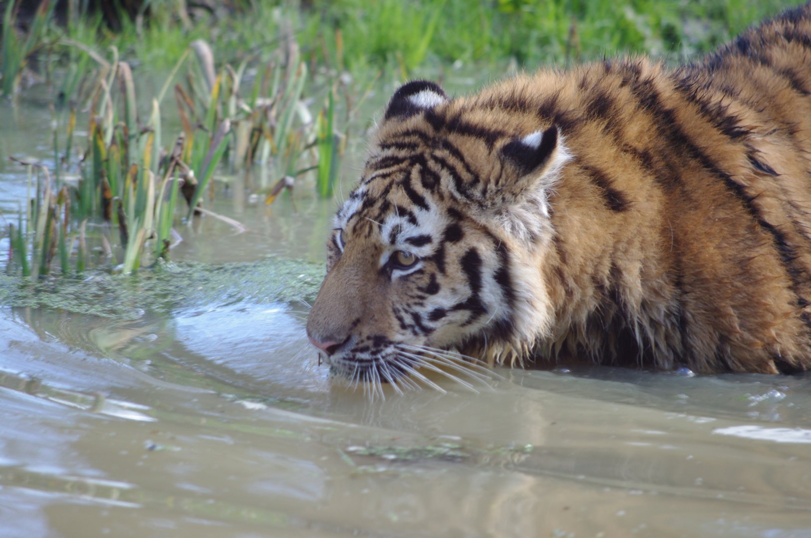 Male Amur Tiger cub- 19/2/2024
