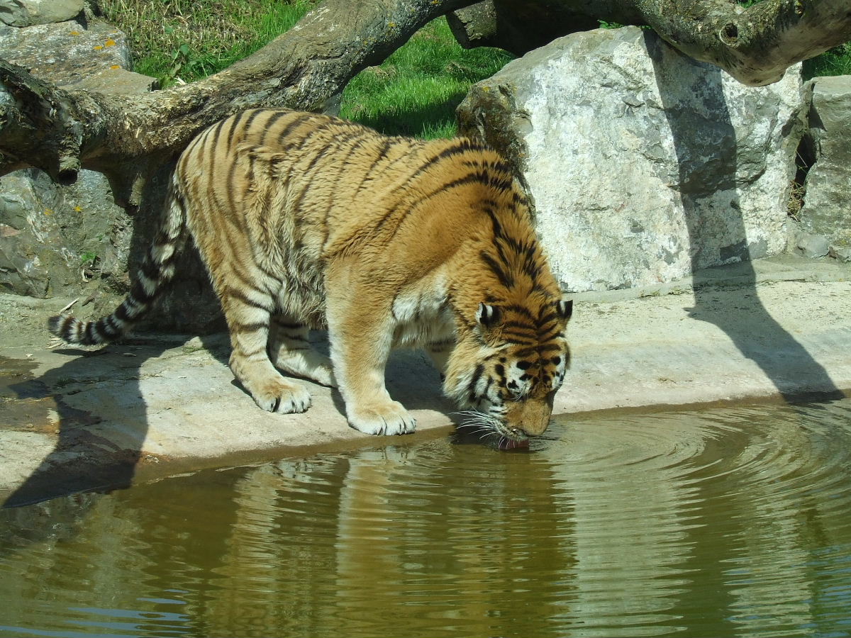Male Amur Tiger